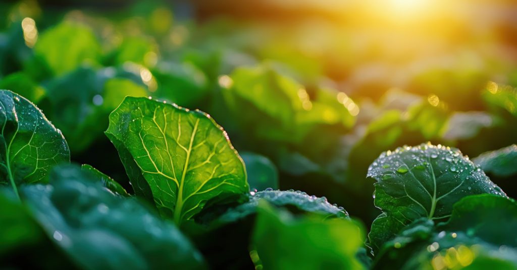 Unlocking Youth Employment Through Green Food Systems